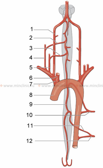 1 - vertebral artery, 2 - anterior radicular artery C4-C5, 3 - anterior radicular artery C6-C8, 4 - costo-cervical trunk, 5 - shield-neck trunk, 6 - common carotid artery, 7 - brachiocephalic trunk, 8 - aorta, 9 - anterior vertebral artery, 10 - posterior intercostal artery Th4-Th6, 11 - large radicular artery (Adamkiewicz), 12 - posterior intercostal artery the Th9-L1 artery.